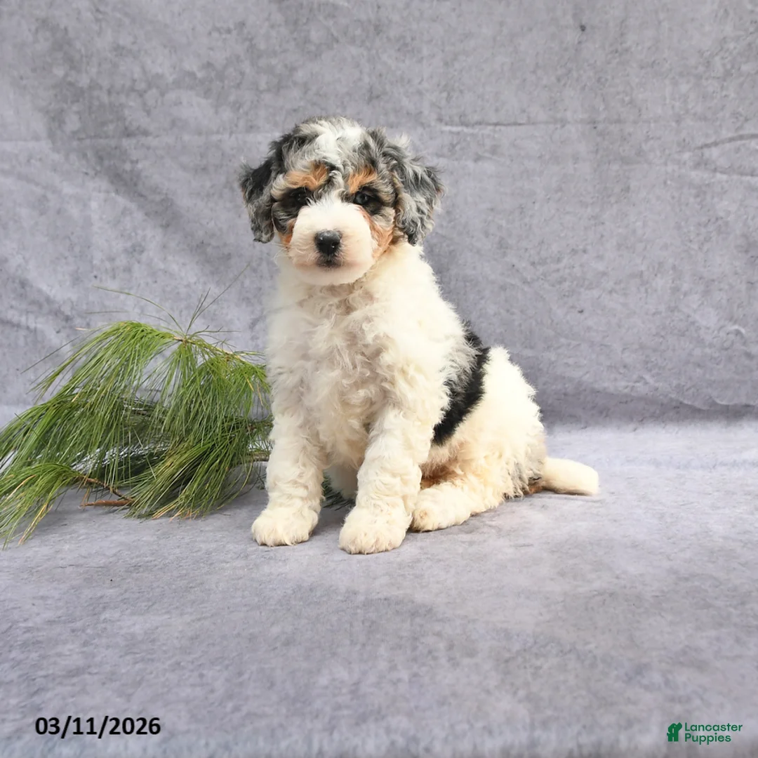 Bernedoodle dogs for sale: Beauty - Ad 1