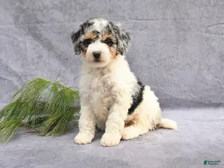 Mini Bernedoodle dogs for sale: Beauty - Ad 4