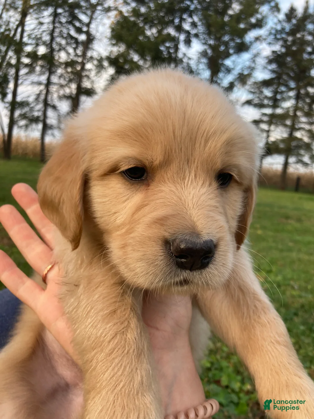 Golden Retriever dogs for sale: Arthur - Ad 2