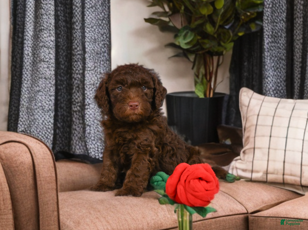 Mini Goldendoodle dogs Benji - Ad 1