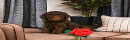 Mini Goldendoodle dogs for sale: Benji - Ad 1
