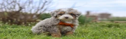 Mini Bernedoodle dogs for sale: Ace - Ad 4