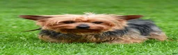 Morkie dogs for sale: Violet - Ad 9