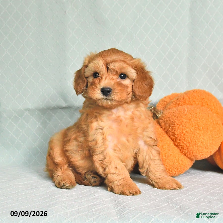 Maltipoo dogs Toby - Ad 1