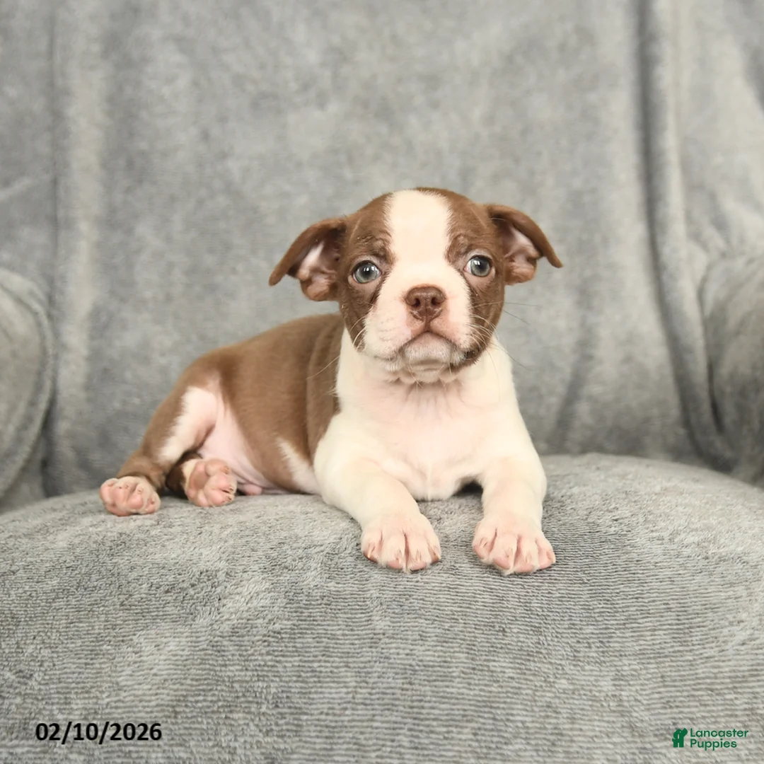 Boston Terrier dogs for sale: Buddy - Ad 4