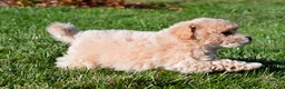 Bichpoo dogs for sale: clint - Ad 4