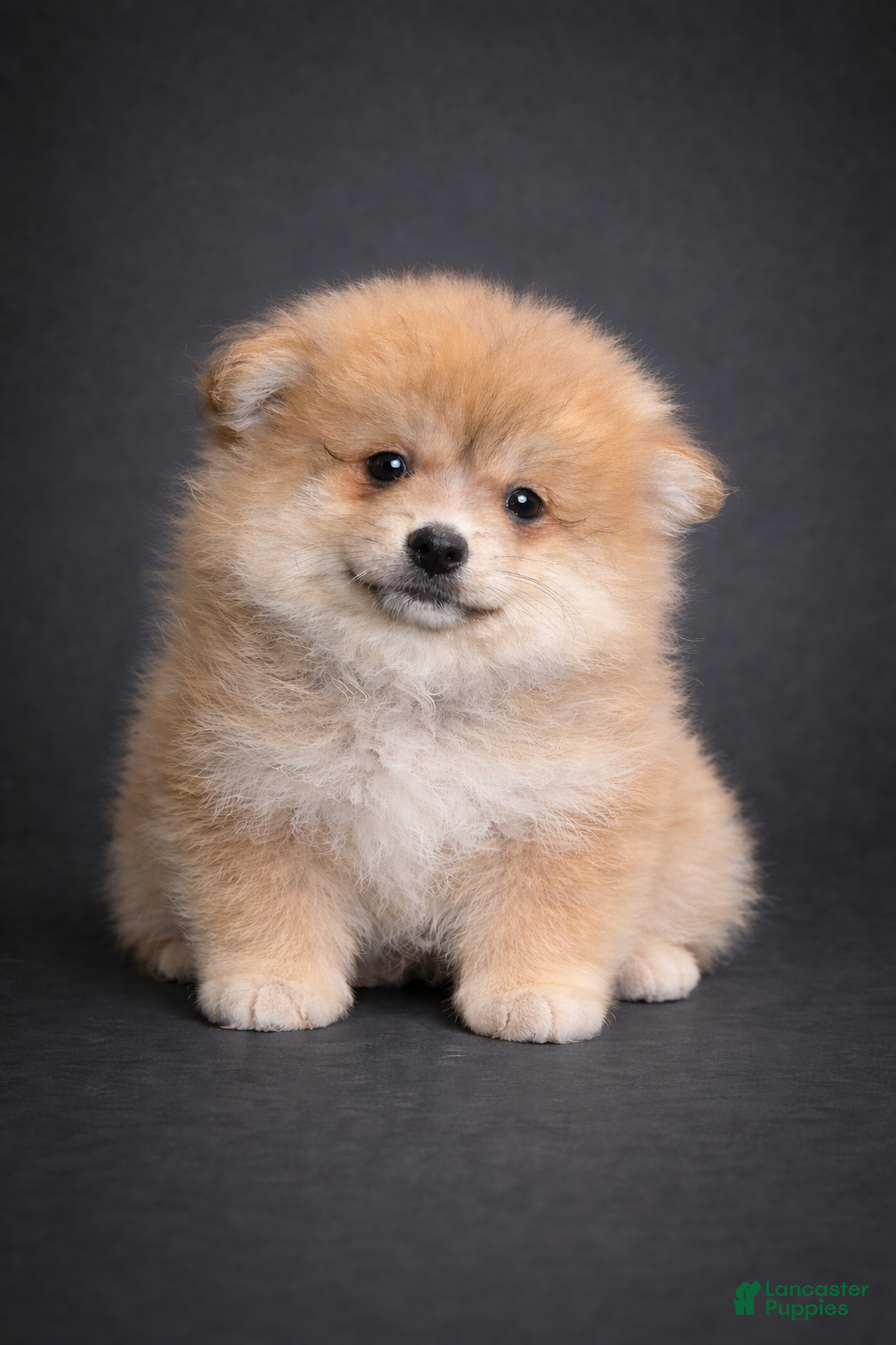 Pomeranian dogs Hunter  - Ad 40