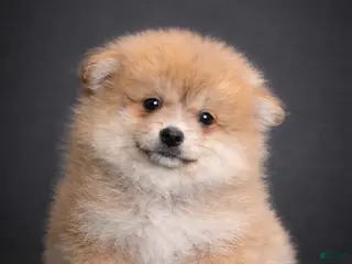 Pomeranian dogs Hunter - Ad 40