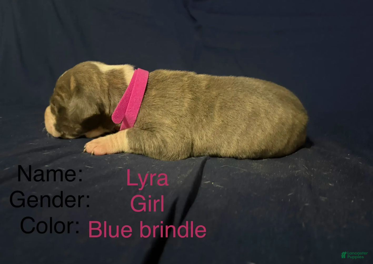 Great Dane dogs Lyra - Ad 2