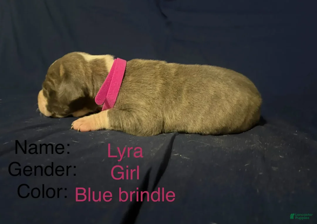 Great Dane dogs for sale: Lyra - Ad 2