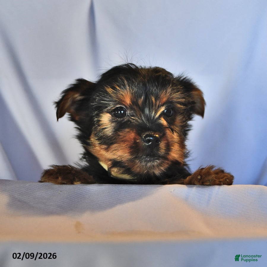 Yorkshire Terrier dogs Sage - Ad 25