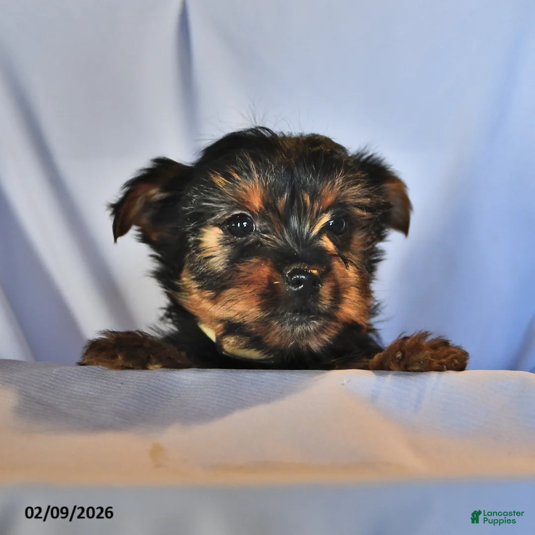 Yorkshire Terrier dogs for sale: Sage - Ad 2