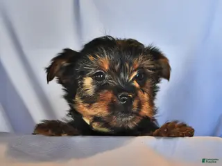 Yorkshire Terrier dogs Sage - Ad 25