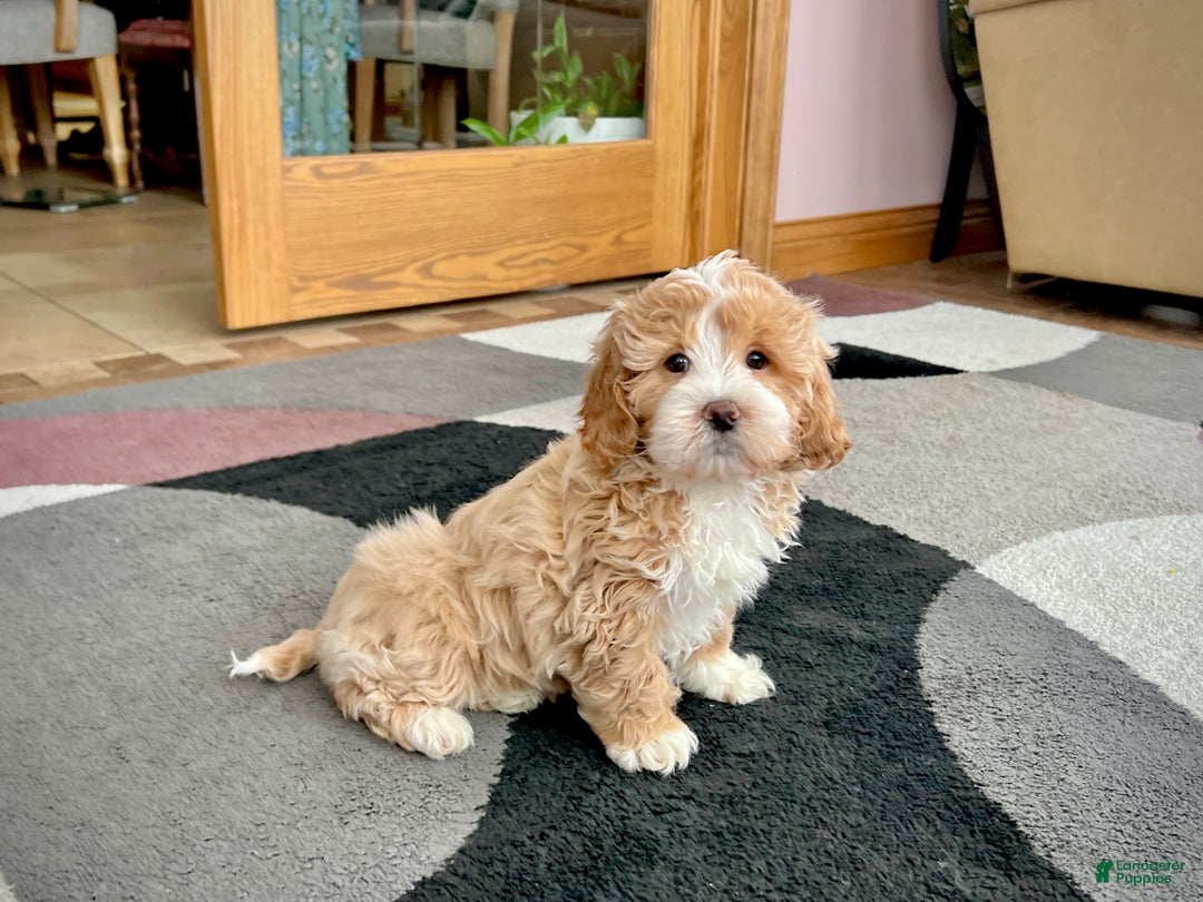 Mixed Breed dogs for sale: Ollie - Ad 4