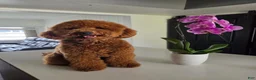 Mini Goldendoodle dogs for sale: Whiskey - Ad 8
