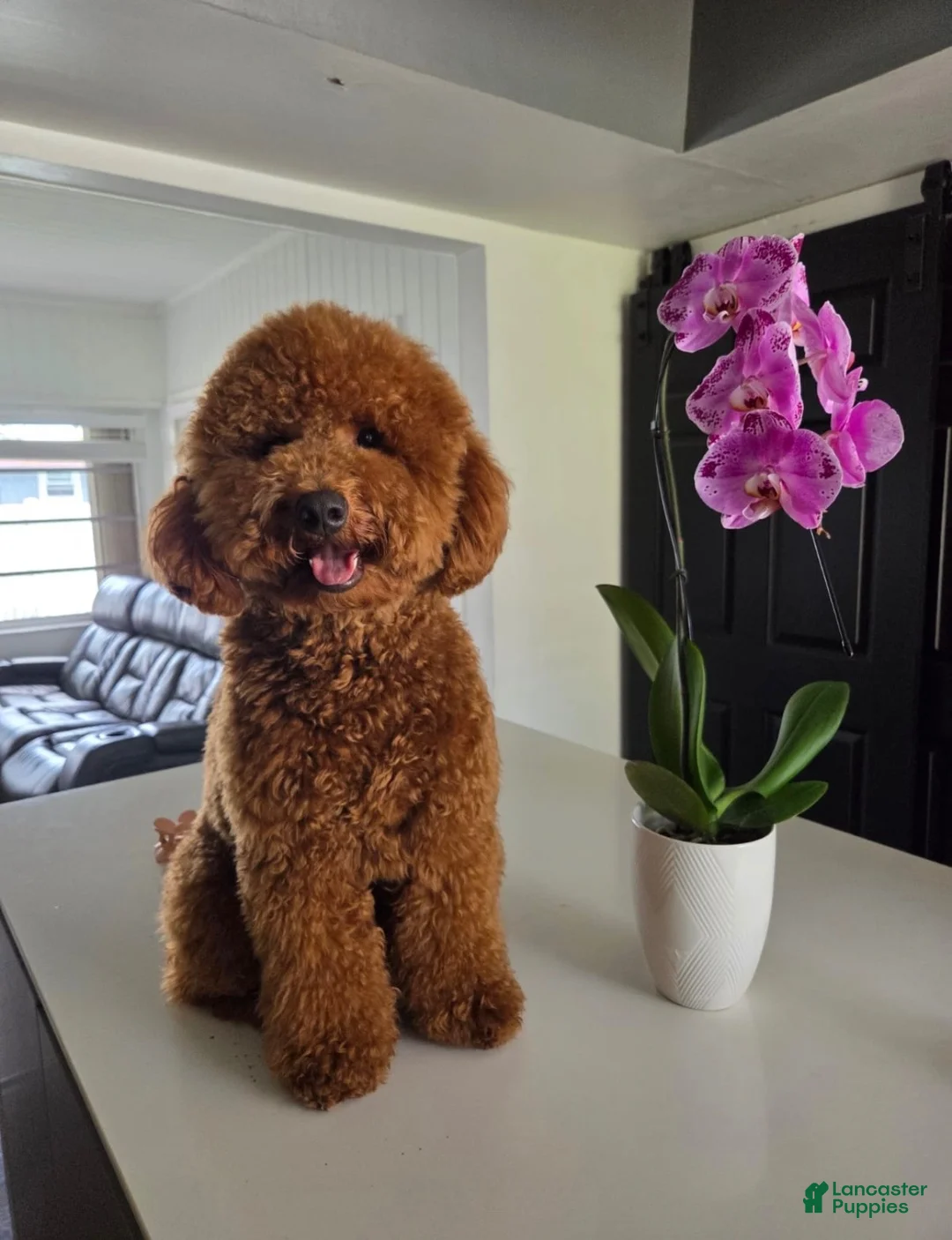Mini Goldendoodle dogs for sale: Whiskey - Ad 8