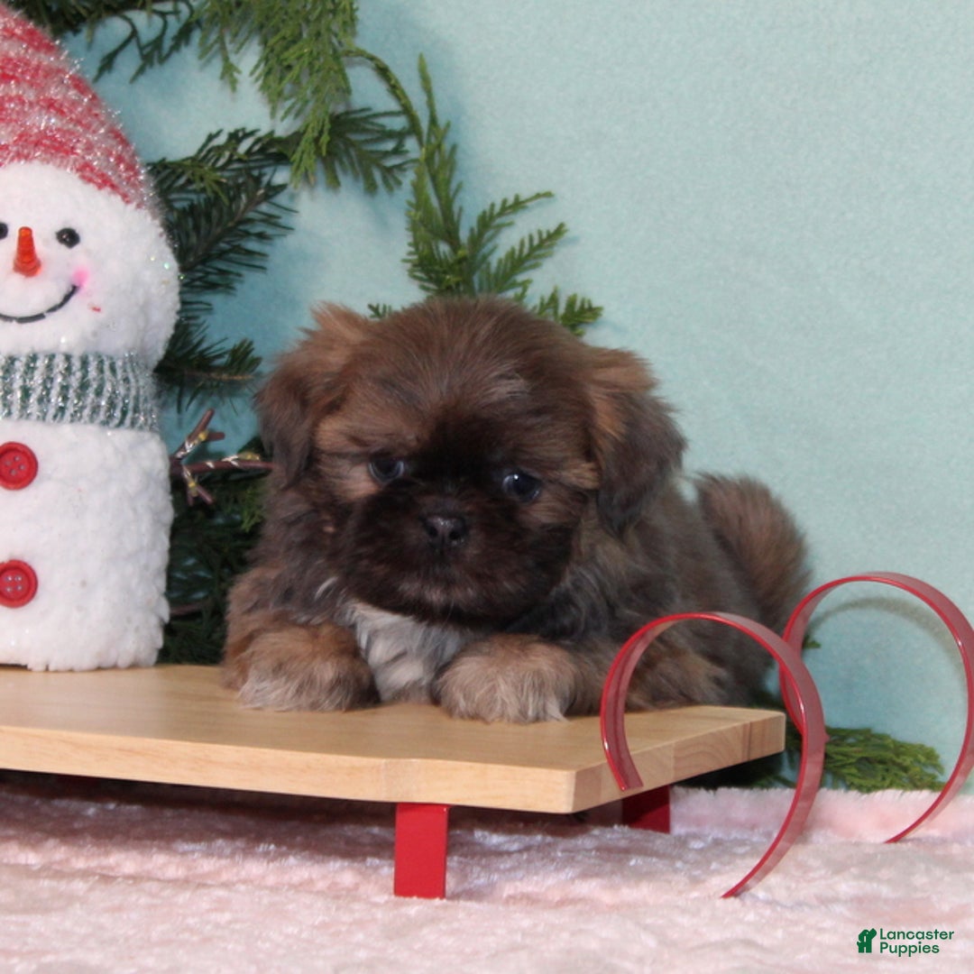 Shih Tzu dogs for sale: Mittens - Ad 1