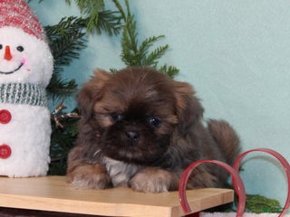 Shih Tzu dogs Mittens - Ad 14