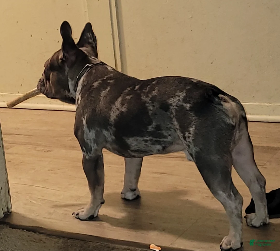 French Bulldog dogs for stud: Rahlo - Ad 1
