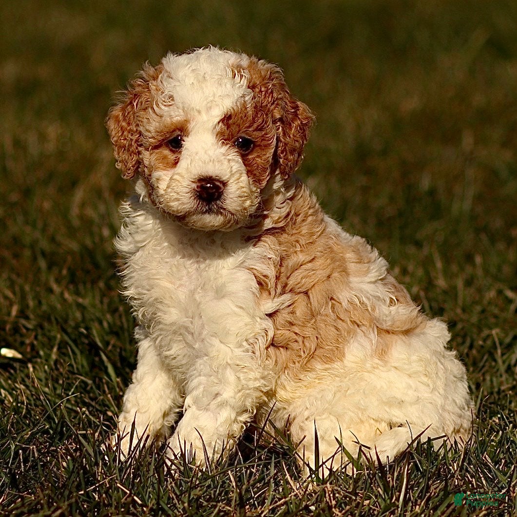Mini Bernedoodle dogs Harley - Ad 15