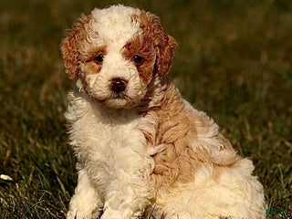 Mini Bernedoodle dogs Harley - Ad 13