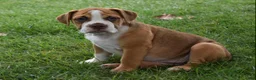 Beabull dogs for sale: Bella  - Ad 4
