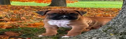 Boxer dogs for sale: Jace - Ad 9