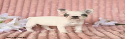 Frenchton dogs for sale: Sage - Ad 3