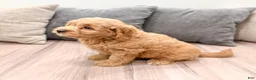 Mini Goldendoodle dogs for sale: Benji - Ad 4