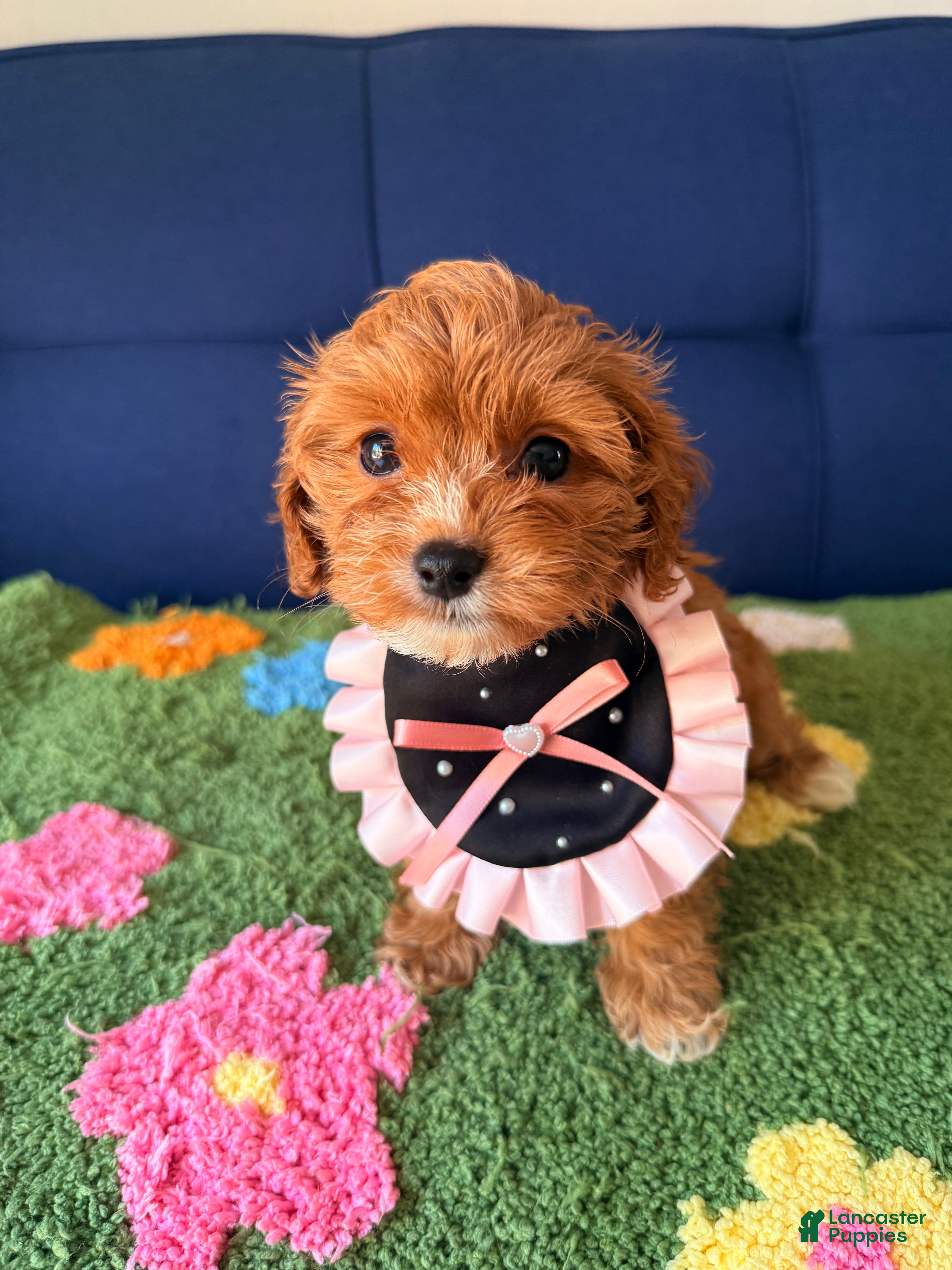Cavapoo dogs luna - Ad 1