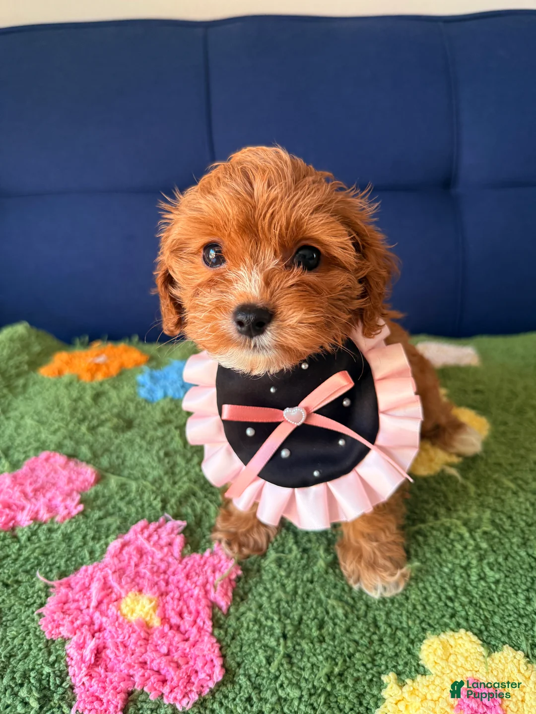 Cavapoo dogs for sale: luna - Ad 1