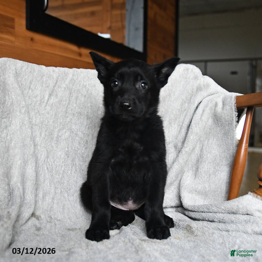 Mixed Breed dogs Twinkle - Ad 2