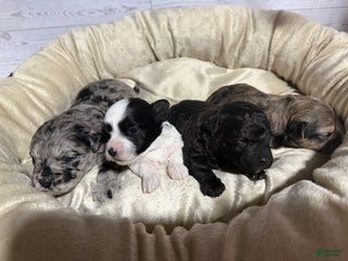 Maltipoo dogs Maltipoo Puppy 2 - Ad 1