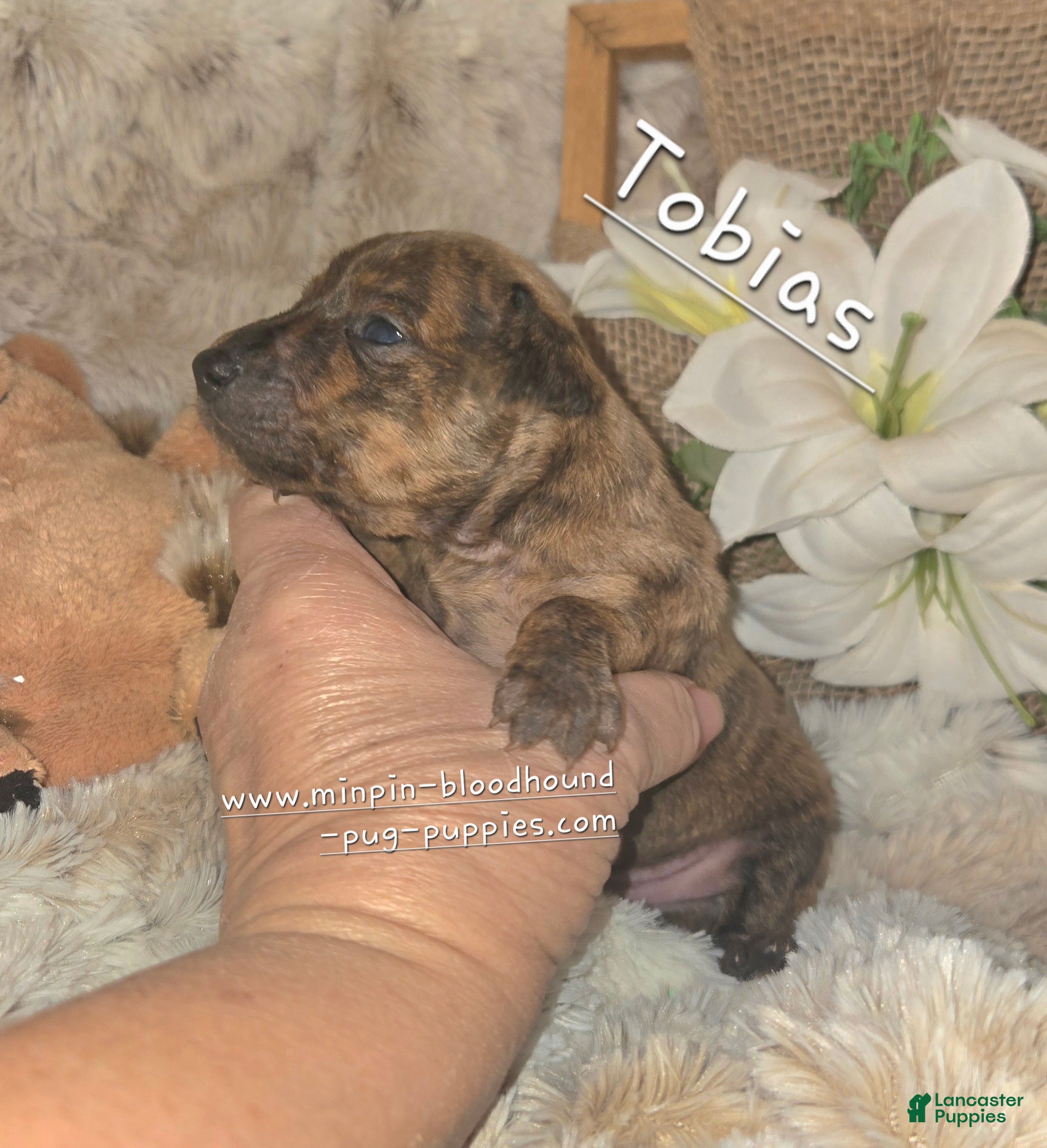 Miniature Pinscher dogs Miniature Pinscher Puppy 3 - Ad 1