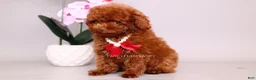 Toy Poodle dogs for sale: Erling teacup brown b-b - Ad 6