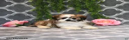 Mixed Breed dogs for sale: Dolly - Ad 3
