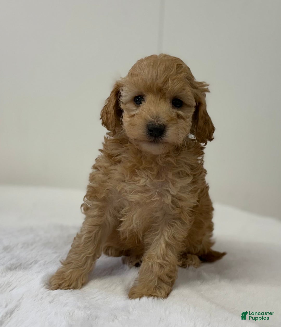 Mini Goldendoodle dogs for sale: Penelope  - Ad 3