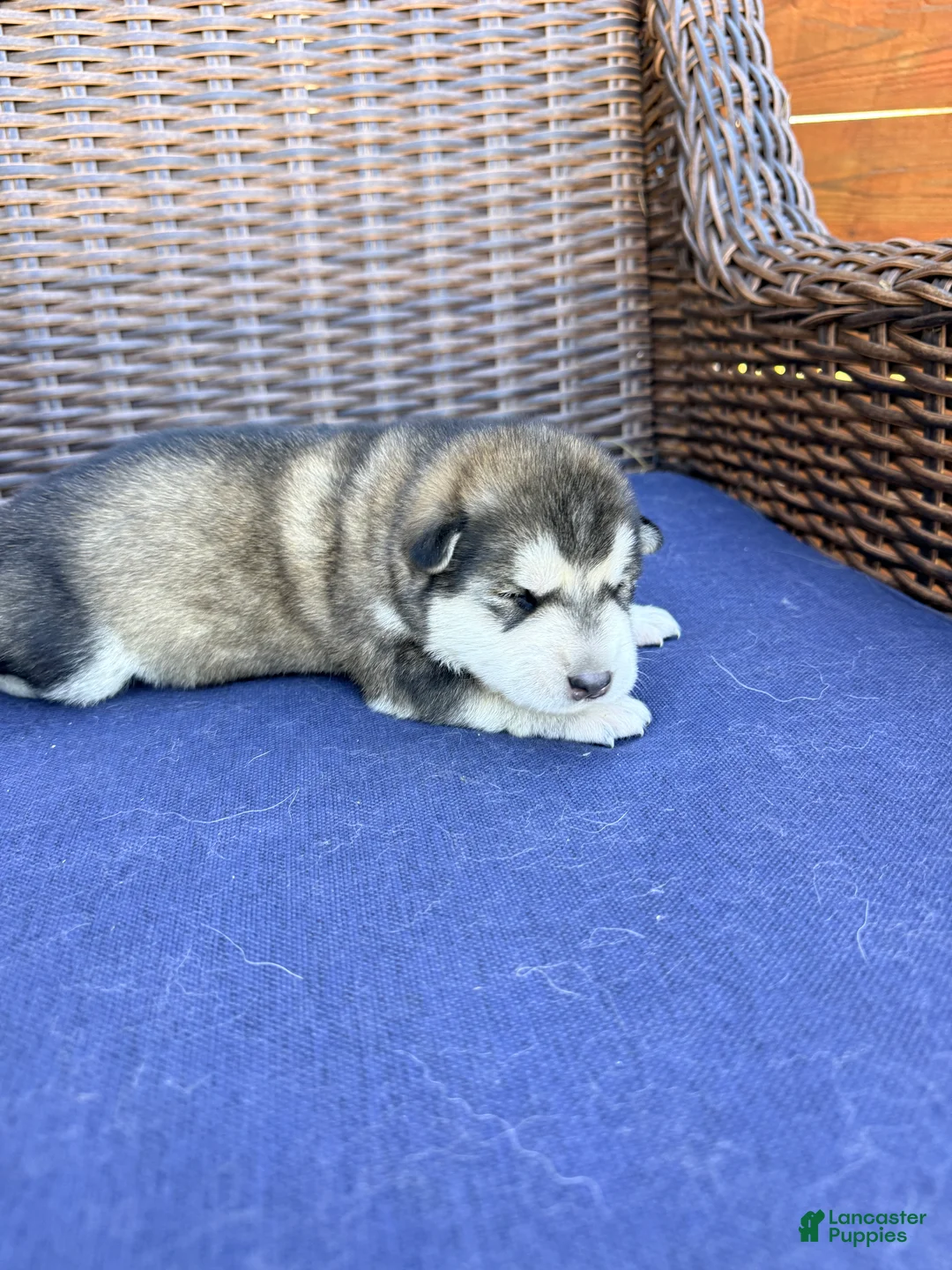 Alaskan Malamute dogs for sale: Alaskan Malamute Puppy 4 - Ad 3