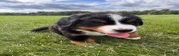 Bernese Mountain Dog dogs for sale: Auggie - Ad 3
