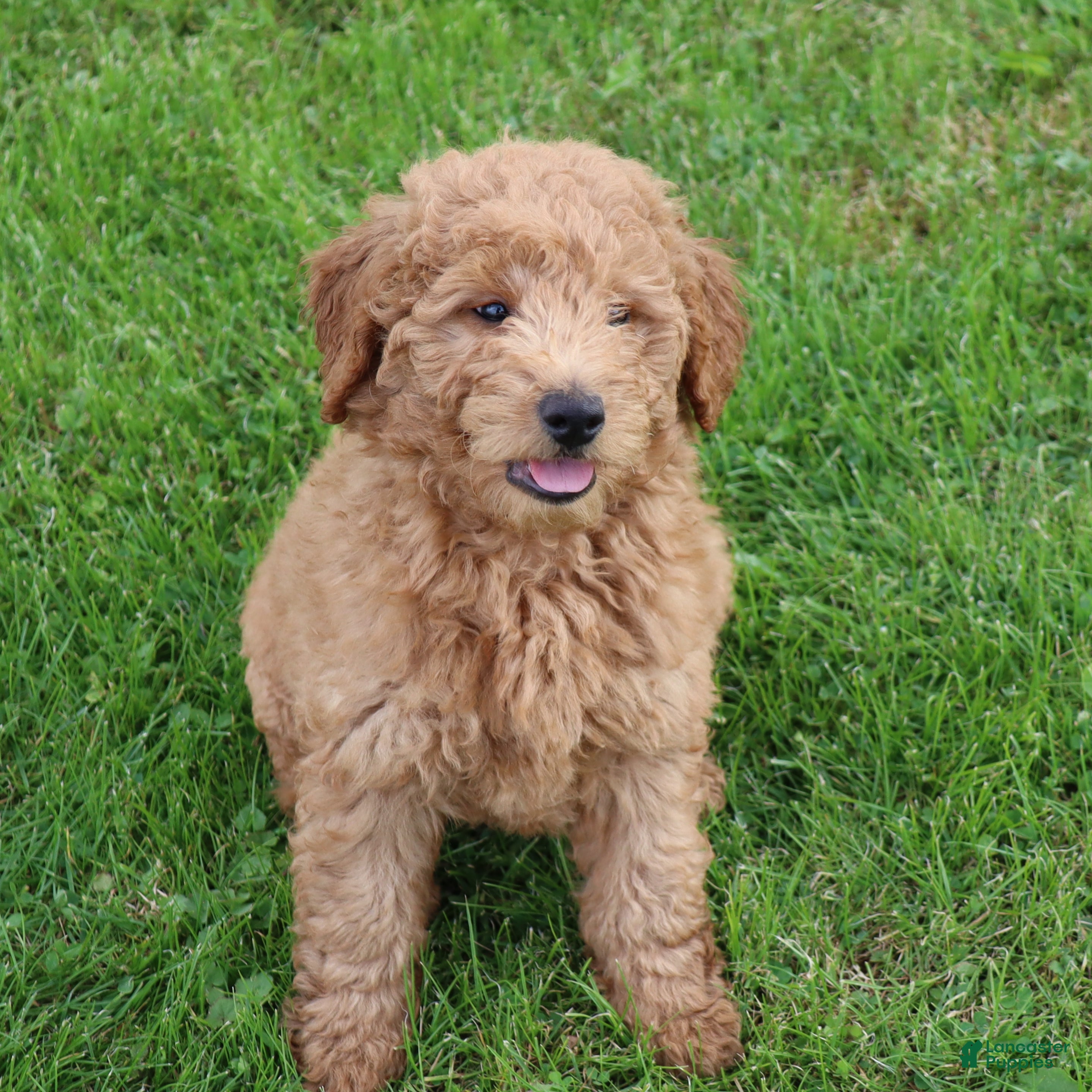 Mini Goldendoodle dogs Bobby - Ad 2