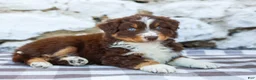 Australian Shepherd dogs for sale: Max - Ad 7