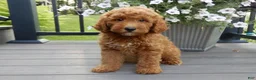 Mini Goldendoodle dogs for sale: Chase - Ad 1