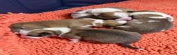 Welsh Corgi Pembroke dogs for sale: Good Friday 5F - Ad 45