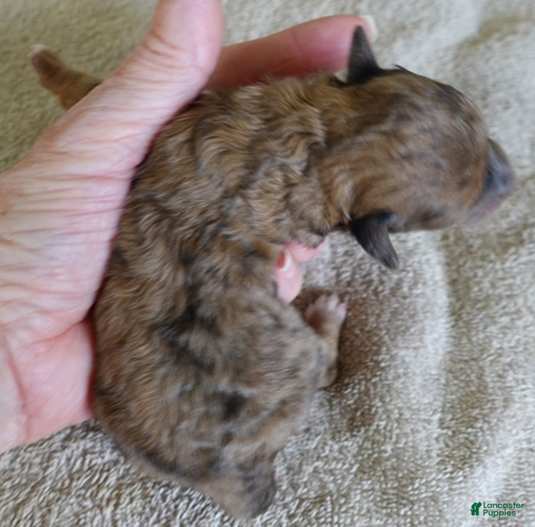 Maltipoo dogs for sale: Miracle chocolate merle - Ad 9