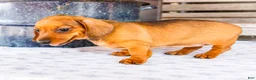 Miniature Dachshund dogs for sale: Claire - Ad 4