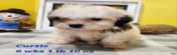 Teddy Bear dogs for sale: Curtis - Ad 17