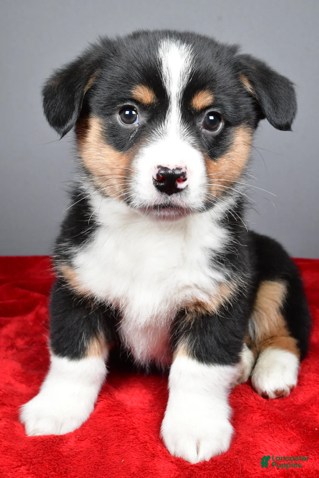 Mixed Breed dogs for sale: Bo - Ad 1