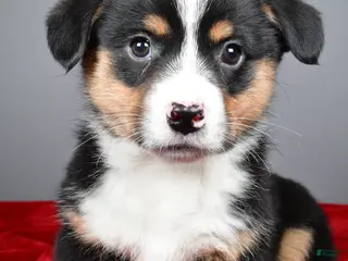 Mixed Breed dogs for sale: Bo - Ad 4