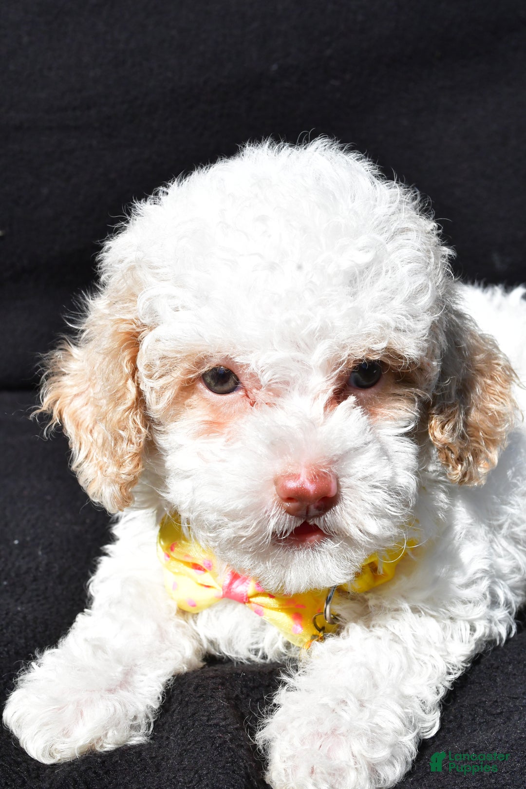 Miniature Poodle dogs for sale: Maddox - Ad 6