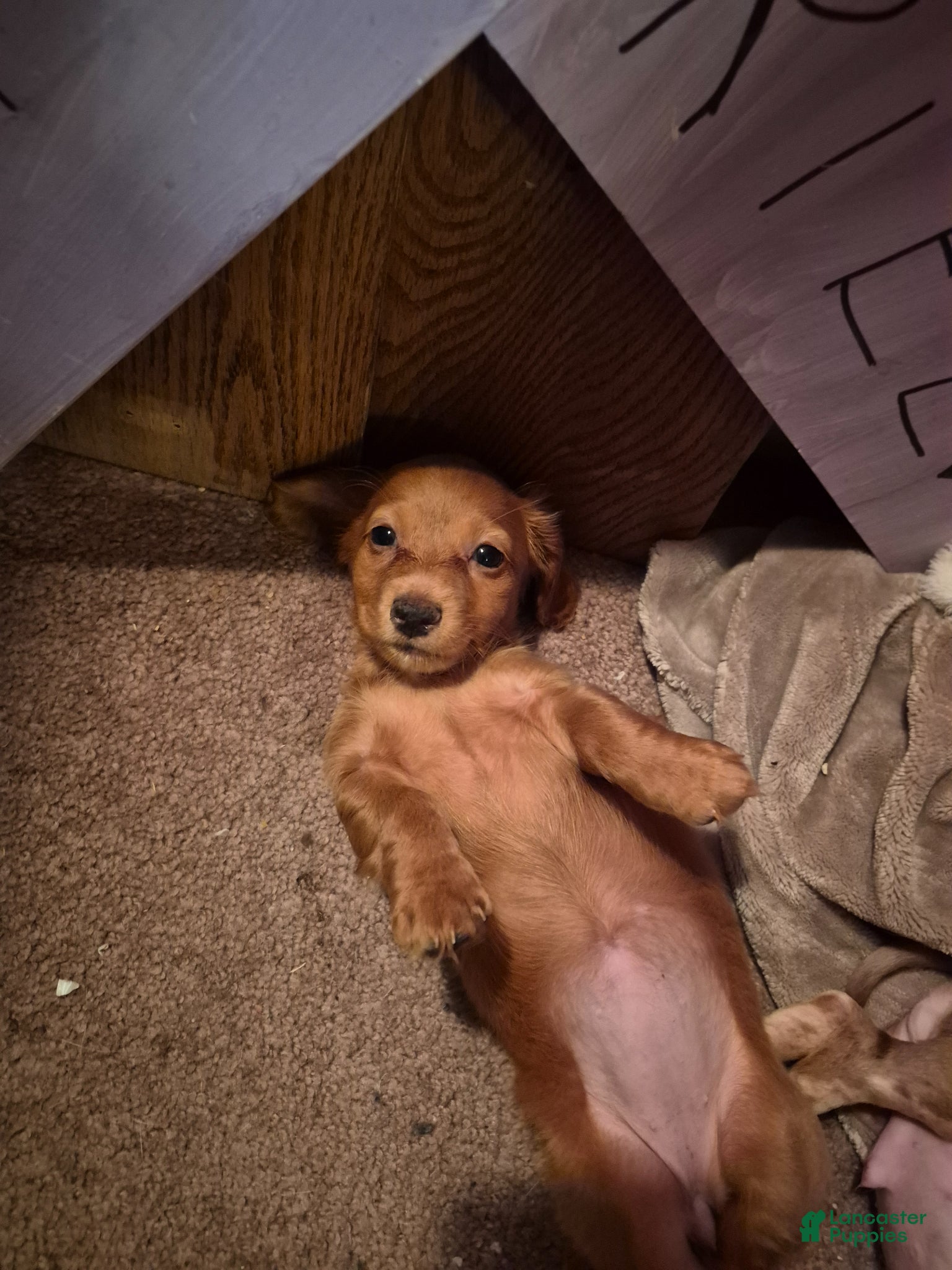 Dachshund dogs Olive - Ad 1